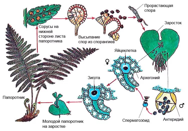 Строение гаметофита папоротника. Заросток папоротника строение. Заросток папоротника схема. Заростки папоротникообразных. Мужские гаметы папоротников