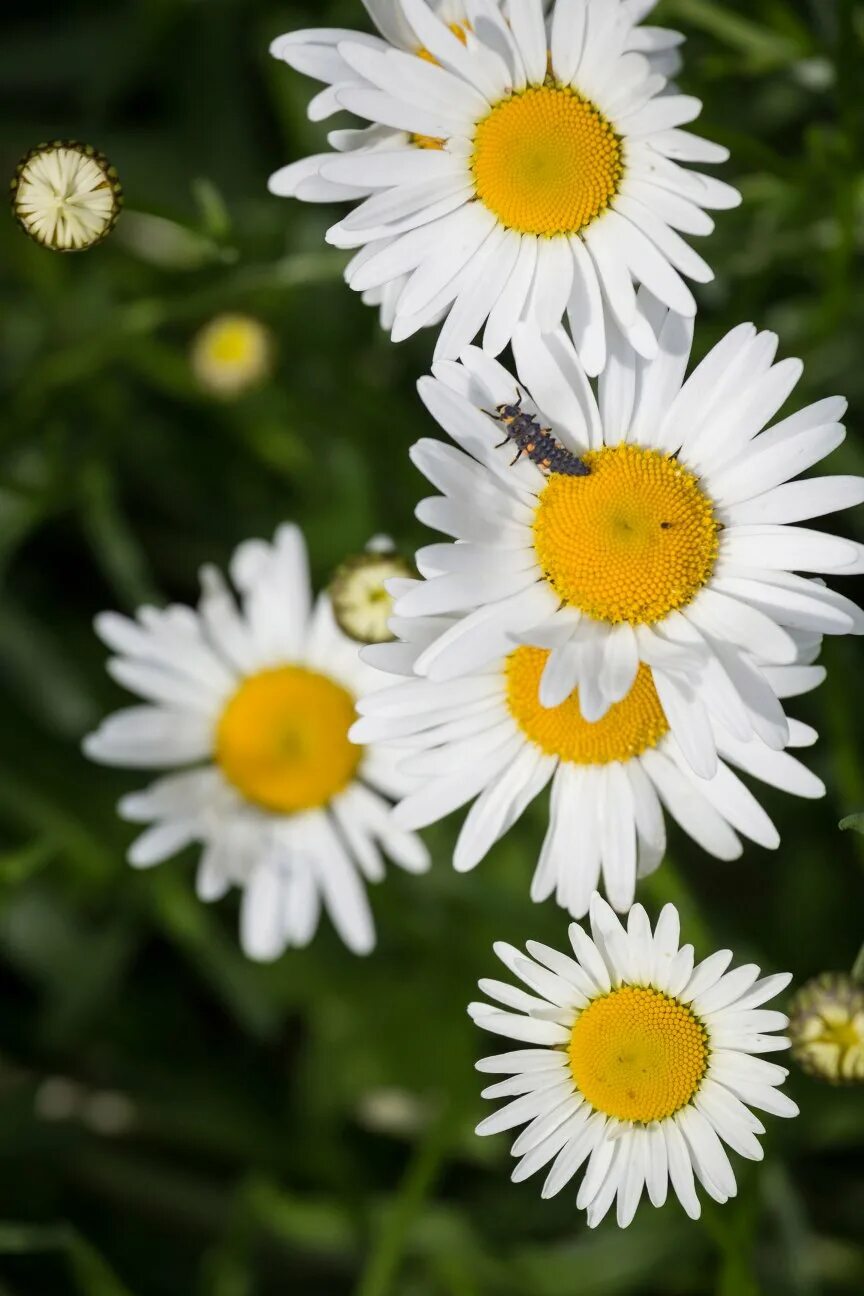 красивые ромашки. покажи фотки ромашек. покажи фотки ромашек. ромашка цветы. шикарные ромашки.