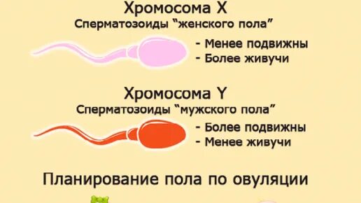 Поза овуляция