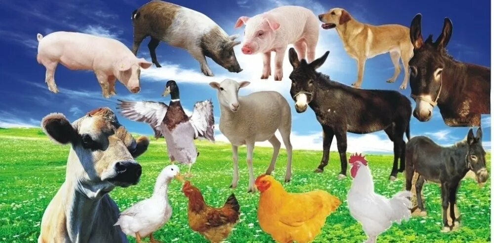 Товары для с х животных. Сельскохозяйственные животные и птицы. Корма для сельскохозяйственных животных. Сх животные. Животные на ферме.