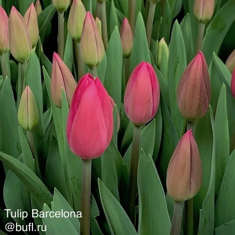 Тюльпаны Барселона (Barcelona): описание и фото, сорта, секреты выращивания
