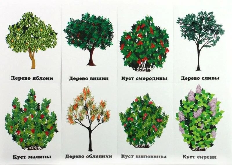 3 названия кустарников. Кустарники названия. кустарники снозванием. кустарнирнички названия. названия кустарников с картинками.