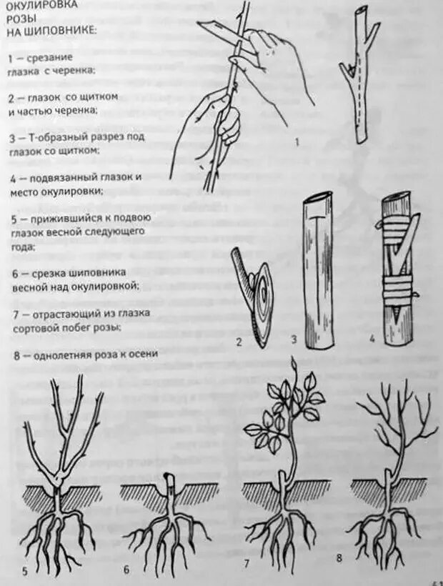 Черенки роз укоренение весной. Размножение шиповника черенками. Окулировка роз на шиповник схема. Привить черенок розы на шиповник. Прививка роз окулировкой.