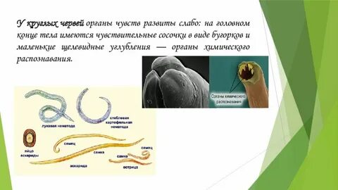 Органы чувств животных презентация