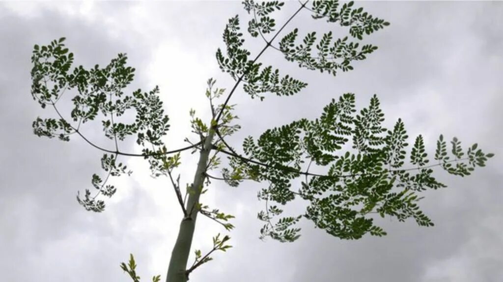 Miracle tree. Дерево миракле. miracle tree to colourize.
