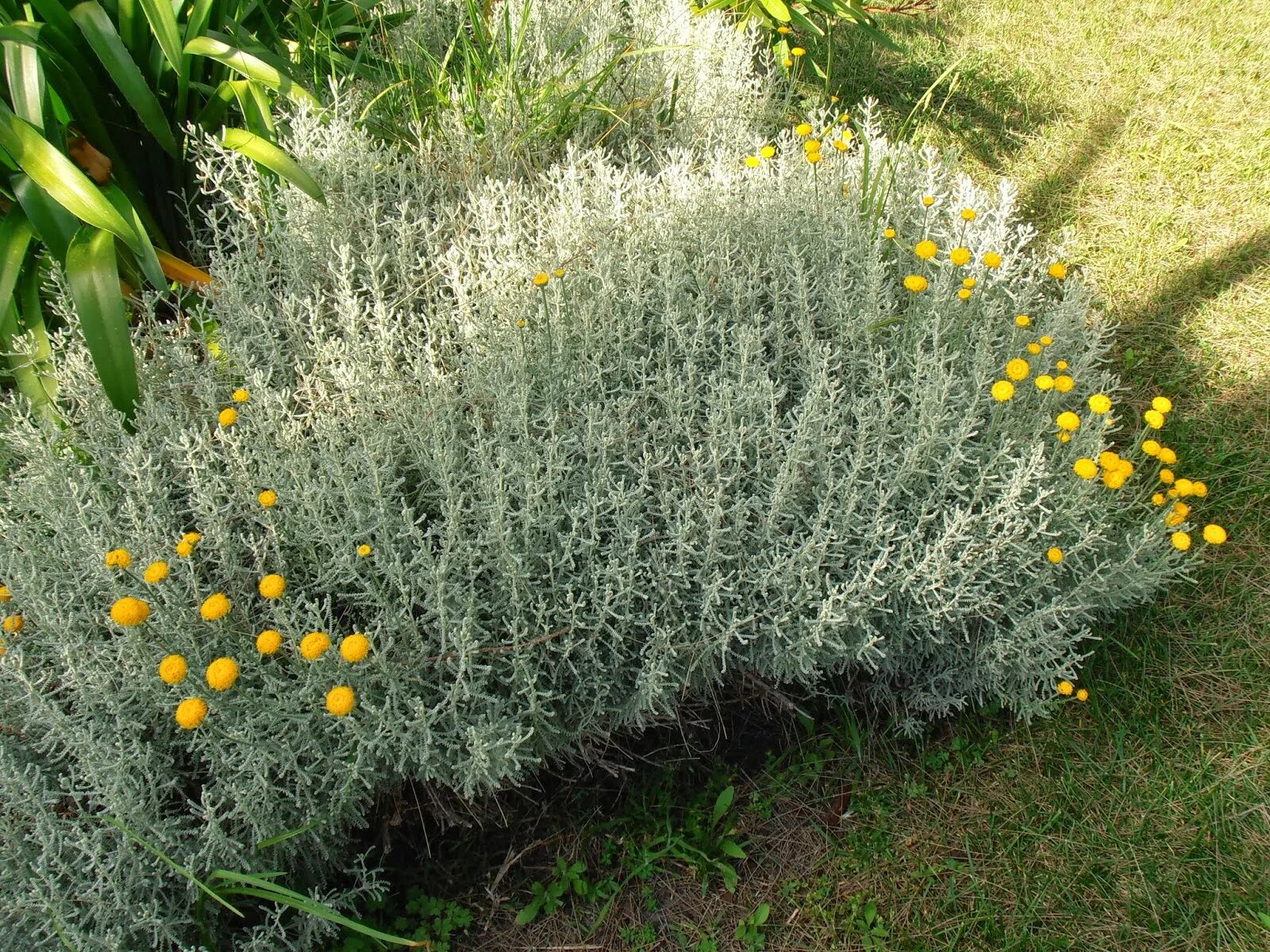 полынь луизианская сильвер квин. полынь сильвер брокад. полынь "powis castle" (artemisia).