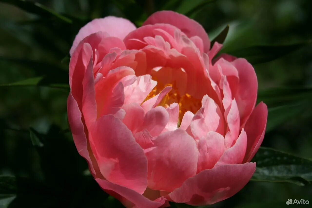 пион келли энн. пион (ботан. пион пинк джайнт. пион ботан описание. пион elizabeth price.