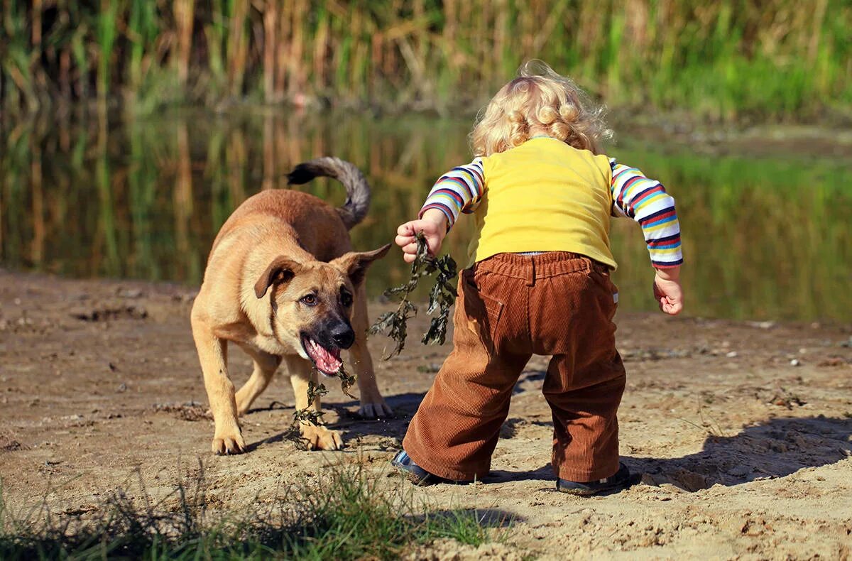 Animal safety. Animal safety. Собака в костюме пожарника. Stuffed animal перевод. Slow dog.