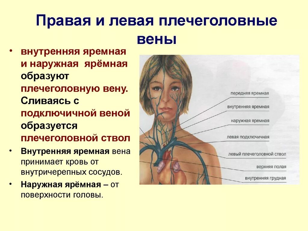 Левая подключичная Вена впадает. Внутренняя яремная Вена образуется. Внутренняя яремная Вена плечеголовна. Внутренняя ярёмная Вена формируется. Правая подключичная вена