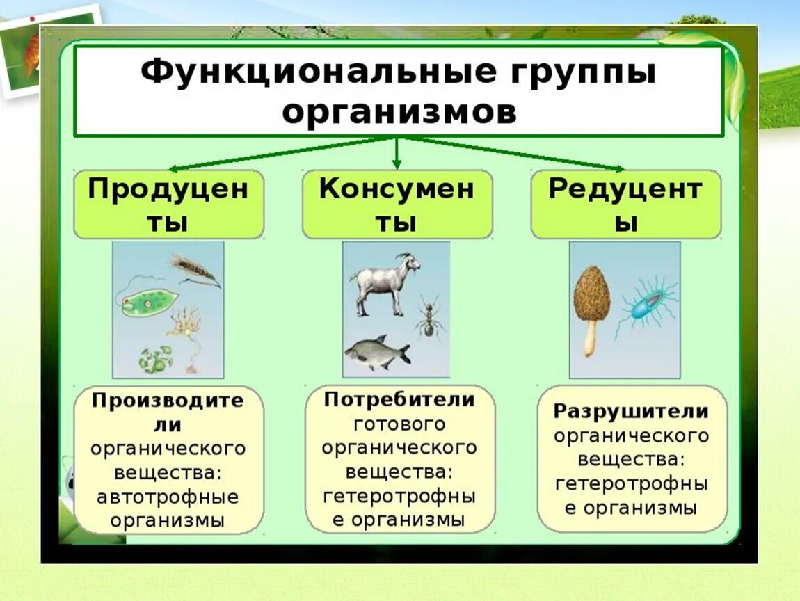 Функциональные группы организмов в экосистеме. Функциональные группы продуценты консументы редуценты. Функциональные группы в биологии. Функциональные группы экосистемы.