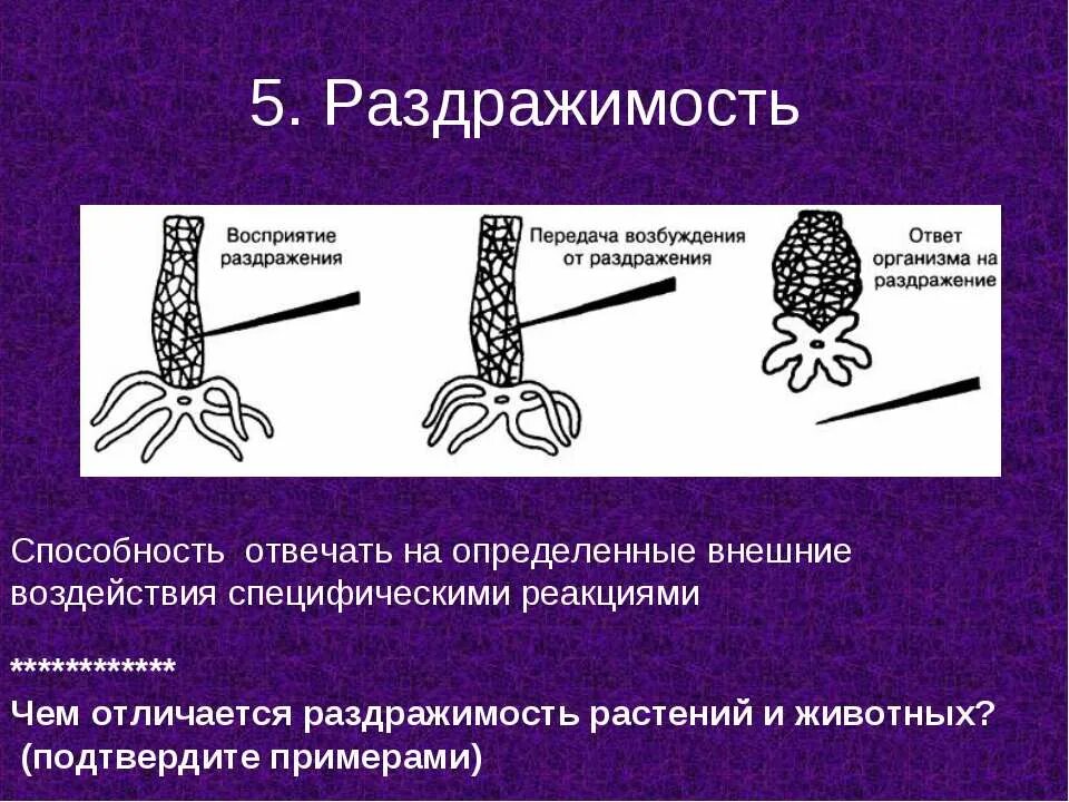 Биология приведите примеры раздражимости у животных. Раздражимость. раздражимость у растений. раздражимость у животных. раздражимость ,этапы.