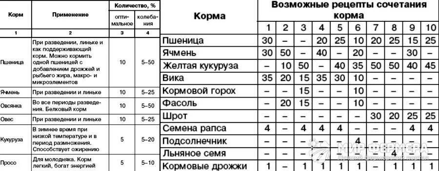 Можно ли давать голубям рис
