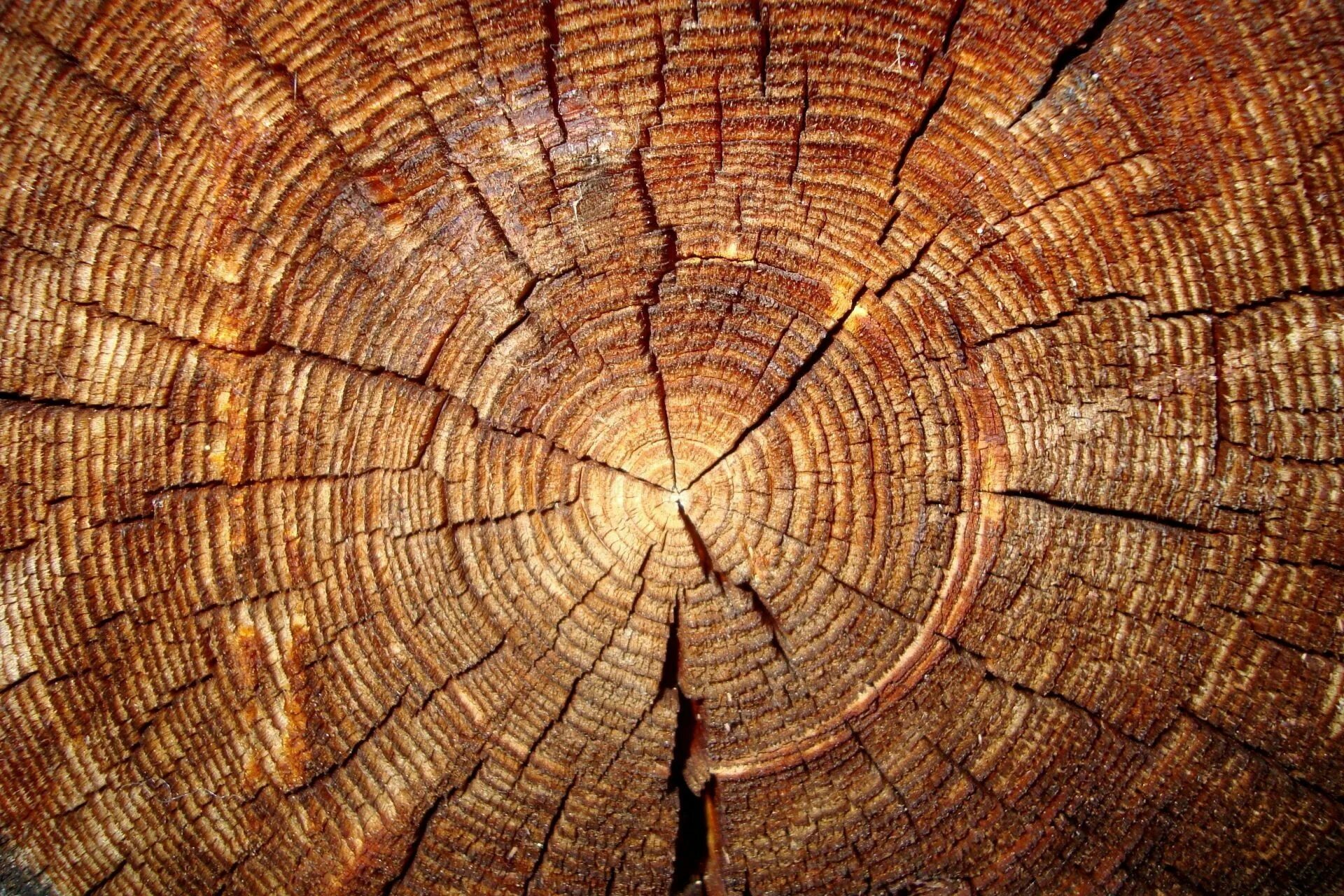 Tourus 11. Tourus wood. 0 wood (335х84х15 см). Фактура дерева. Айронвуд для рукояти.