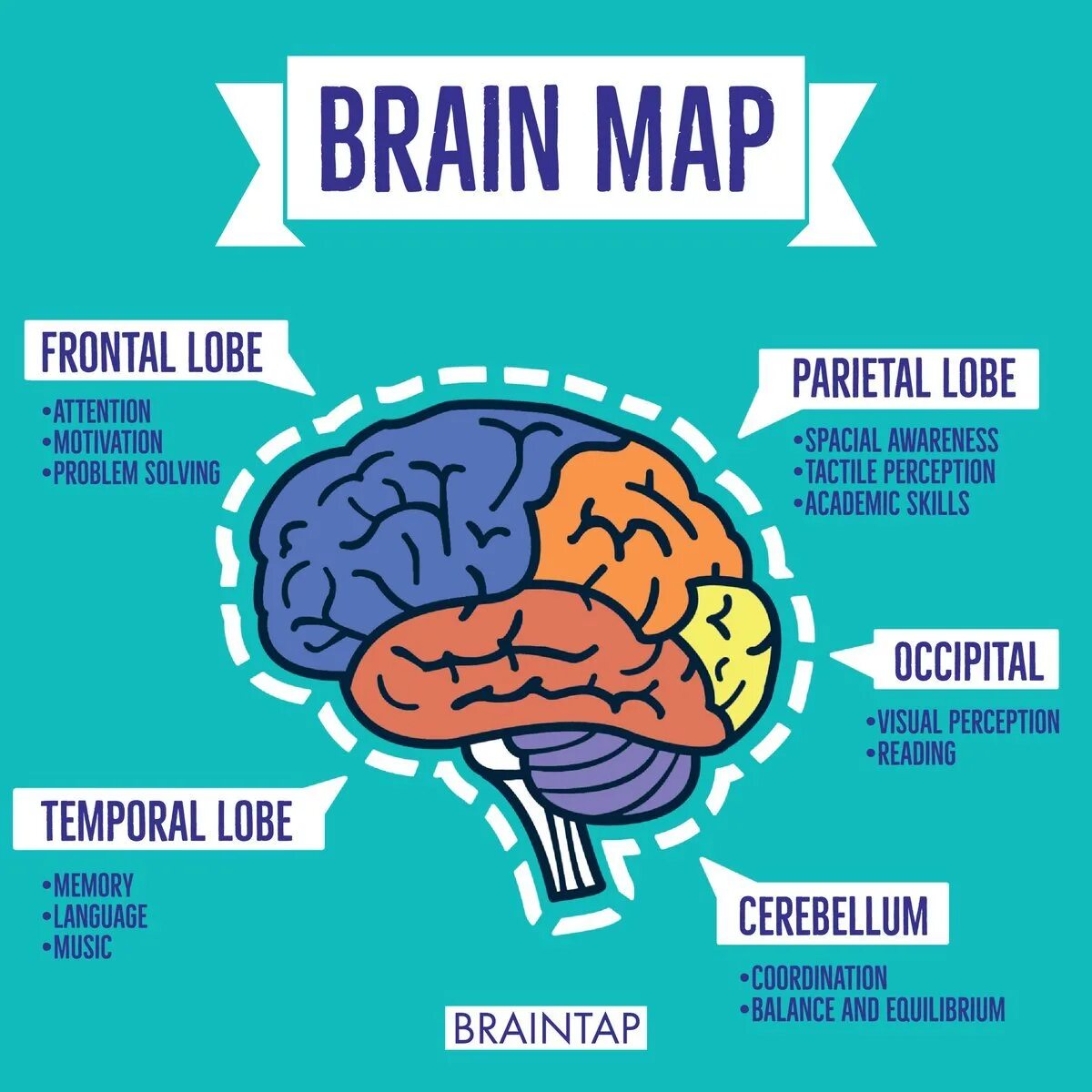 Brain. Brain Mapping. Брейн карта. Brian Maps карты. Brain карта