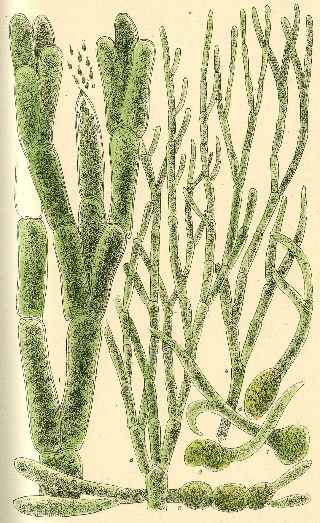 Кладофора водоросль. Кладофора нитчатая водоросль. Таллом водоросли кладофора. Зелёные водоросли кладофора.
