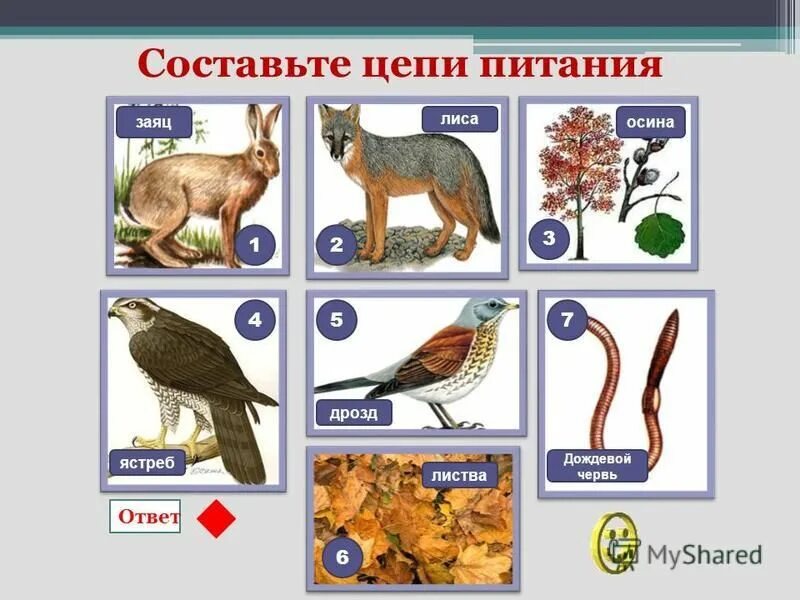 Составить пищевую цепь дождевого червя. Смешанный лес детритная цепь. Детритная пищевая цепь. Цепь питания зайца. Пищевые связи в биоценозе цепь питания.