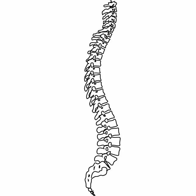 Изгибы костей. Скелет анатомия Позвоночный столб. Скелет туловища Позвоночный столб позвонки. Скелет позвоночника сбоку. Позвоночник нарисовать.