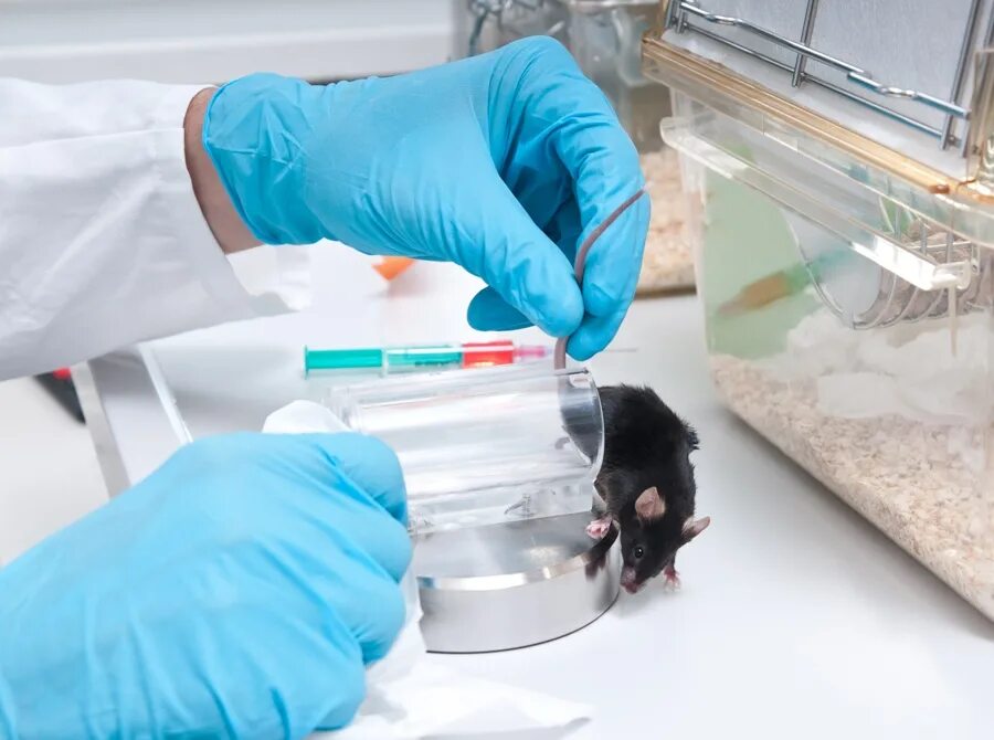 Опыт испытаний. Лабораторные животные. Опыты на лабораторных животных. Лабораторные животные для научных исследований. Лабораторные мыши.