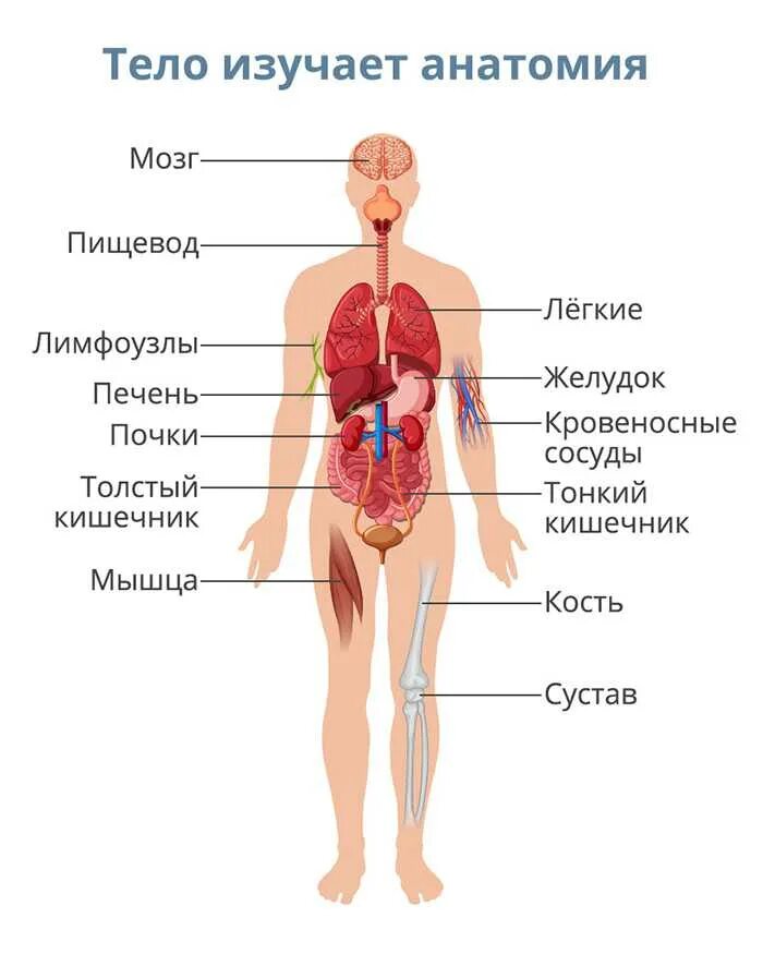 Организм человека. Строение человека. Тело человека анатомия органы. СТРОЕНИЕТЕЛО человека. Как устроен другой человек