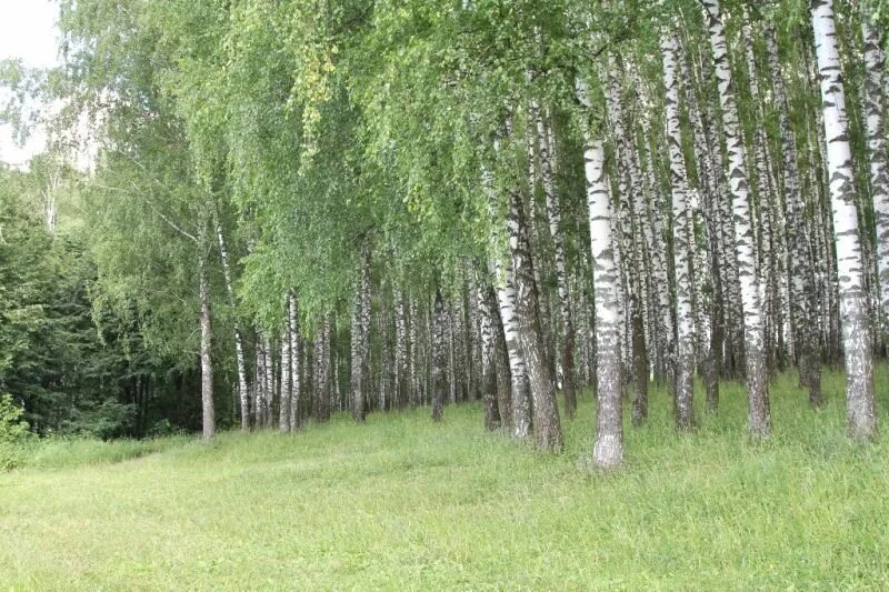 Тульская березка. Косая гора Березки. Береза Горная. Кривая Горная береза. Косая Березка.