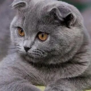 Британская вислоухая короткошерстная кошка
