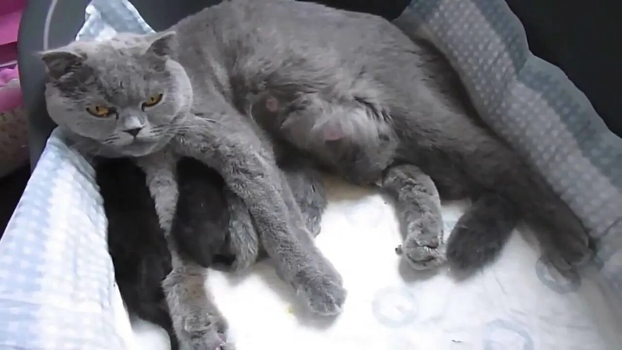 Беременность кошки по неделям. Беременные кошки Шотландские вислоухие. Беременность кошки шотландской вислоухой.