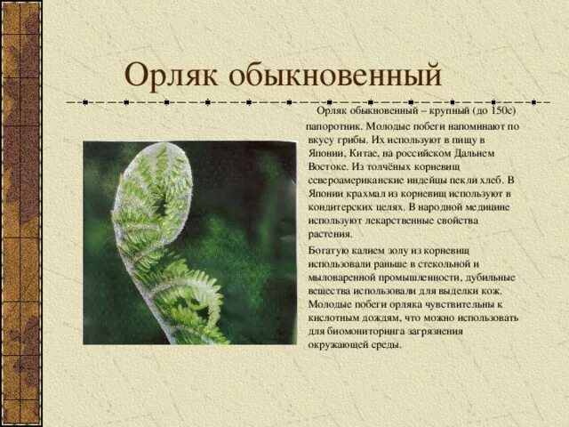 Орляк обыкновенный среда обитания. Орляк обыкновенный. Орляк обыкновенный (Pteridium aquilinum). Папоротник орляк обыкновенный. Орляк и Щитовник.