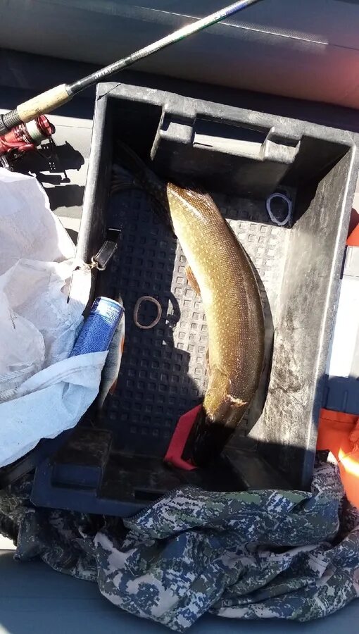 Рыбалка а кузбассе. Рыбалка в кузбассе-fishing. рыбы кузбасса.