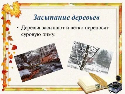 Какие деревья засыпают