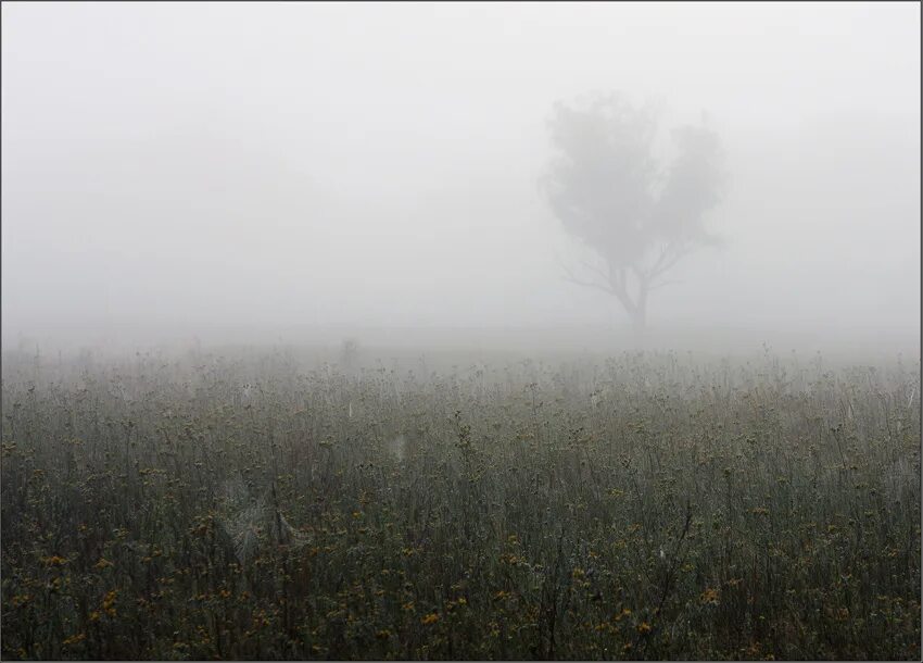 Блеклый туман. Панорама для 3д макс фон туманный день. Сквозь туман. Туман автор. Деревья в тумане.