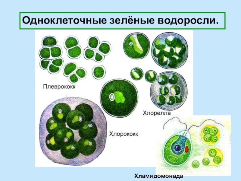 Одноклеточные водоросли 6 класс биология. Хламидомонада и хлорелла. Одноклеточные водоросли 5 класс биология. Одноклеточная водоросль хлорелла. Одноклеточная брюс