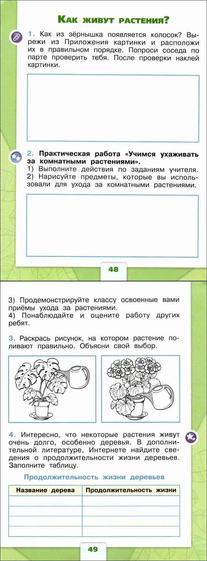 Продолжительность жизни деревьев - Strela-Sport.ru