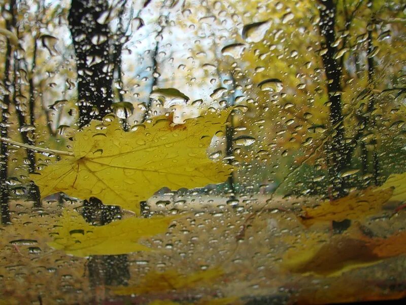 Осенний дождь. Осень дождь. Осенний лист на стекле. Стекло лист. По настоящему осенний дождь