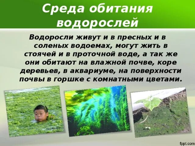 Почему водоросли растут в воде