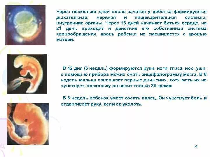 Ребенок 1 2 недели беременности. Формирование эмбриона по дням. Зародыш с момента зачатия. Неделя с момента зачатия. 6 День после оплодотворения.