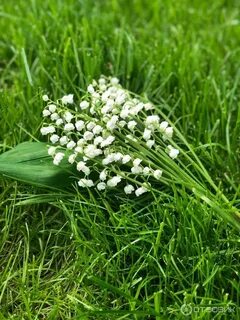 Васильки ландыши 650