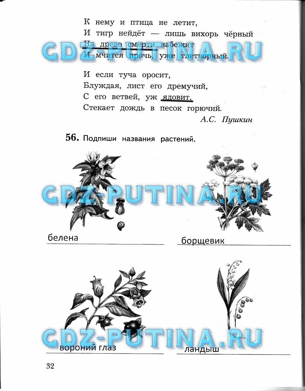 Подпиши названия растений окружающий мир. Окружающий мир 3 класс рабочая тетрадь названия растений. Подпиши названия растений окружающий мир 3 класс рабочая тетрадь. Окружающий мир 3 класс рабочая тетрадь стр 32.