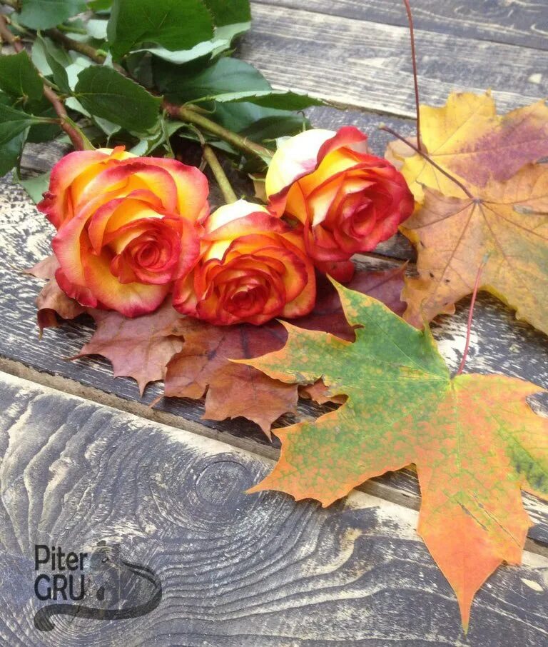 Осенние розы. Розы осень. Розы осенью. Розы и осенние листья.