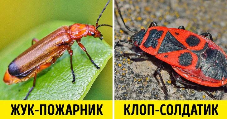 Тип питания клопа солдатика