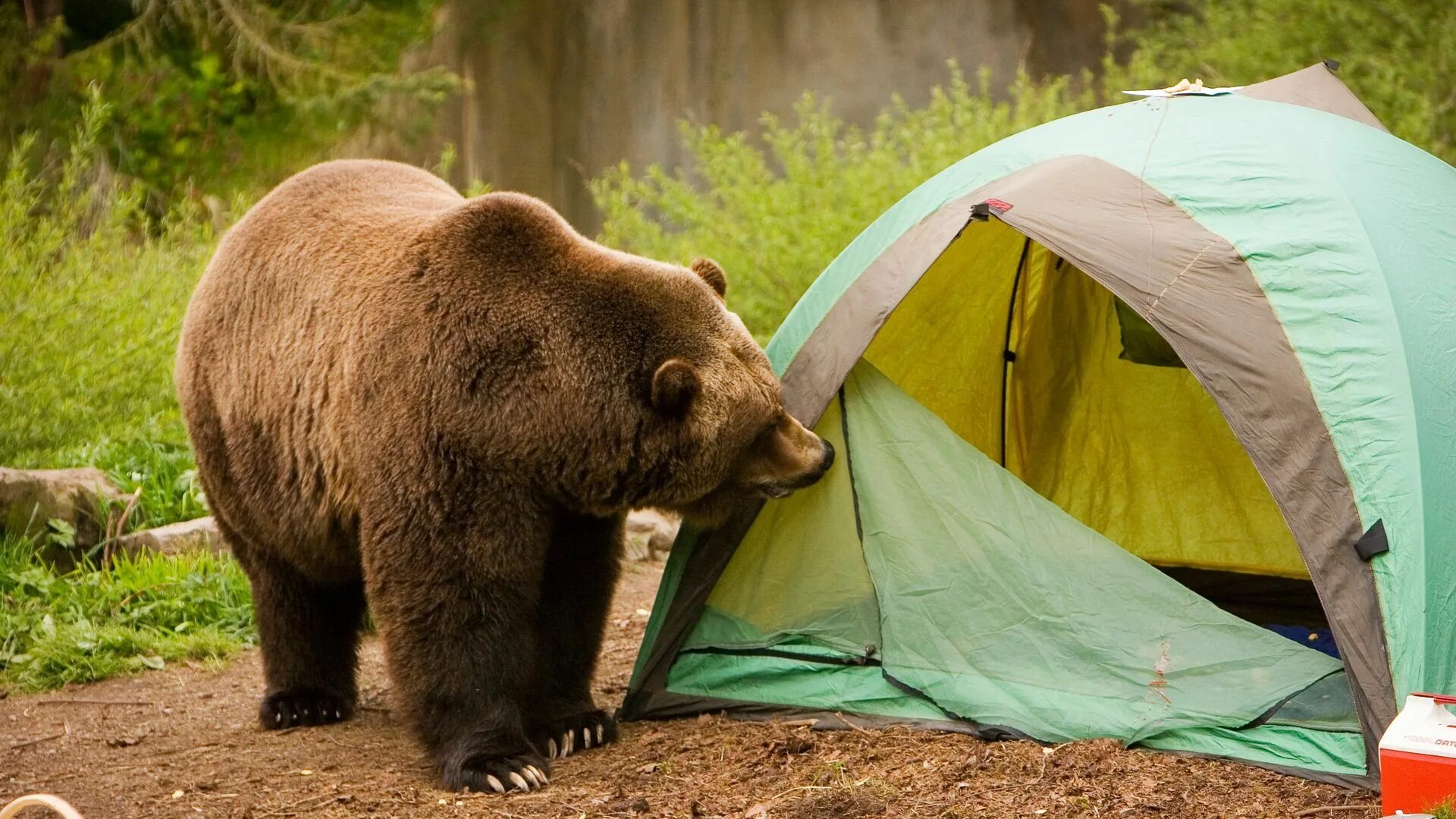 Опасны ли медведи. Медведь в походе. Медведь в палатке. Медведь около палатки. Медведь в лесу.