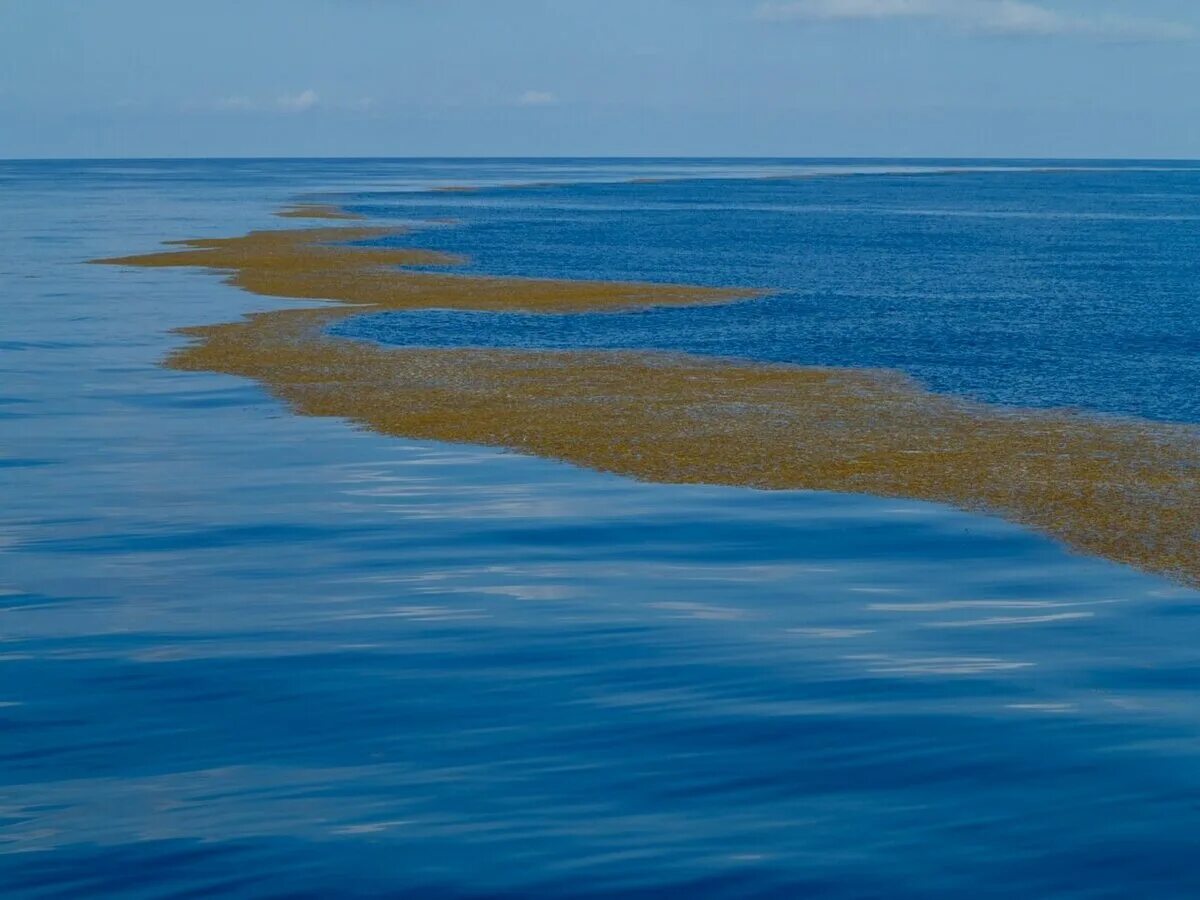 Саргассово какой океан. Саргассово море. Атлантический океан Саргассово море. Саргассово море море без берегов. Саргассово море водоросли саргассум.