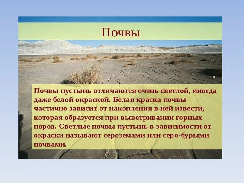 Почва зоны тропических полупустынь и пустынь. Зона пустынь и полупустынь почва. почва в пустыне и полупустыне. почвы тропических пустынь и полупустынь. полупустыни и пустыни посаы.