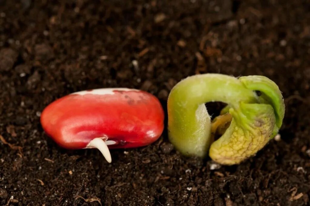 Рассада баклажан семядоли. Воздушно тепловая обработка семян сои для повышения всхожести. Через сколько всходит перец. Всходы семян перца. Когда всходят семена перца после посадки на рассаду.