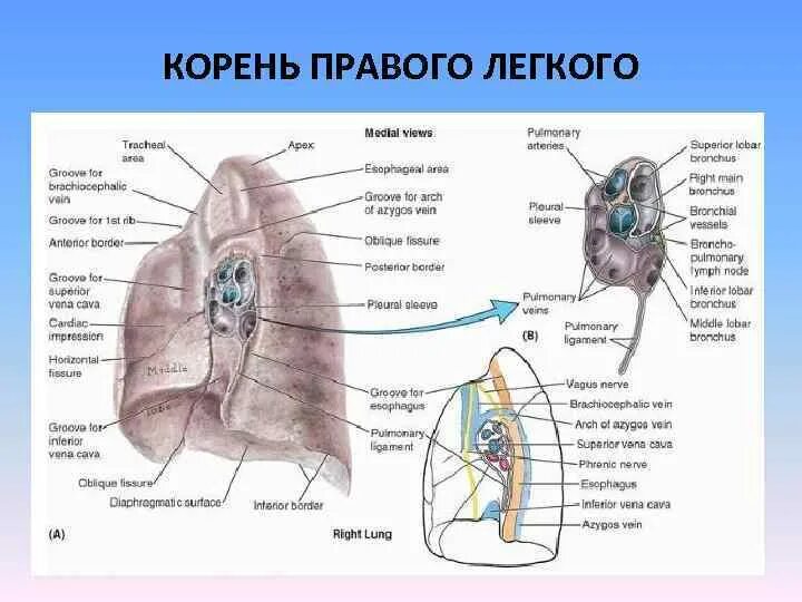 Корни легких структурны что это. Анатомические структуры корня легкого. Корень левого легкого анатомия. Структура корня легкого. Корень правого легкого.