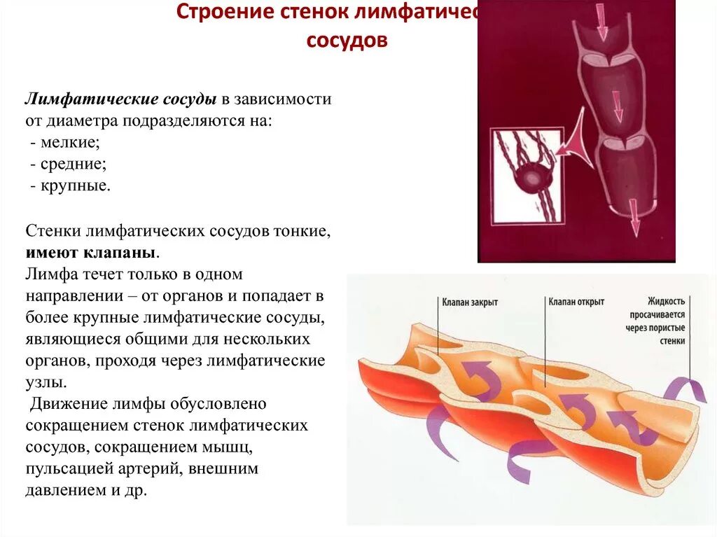 Стенка лимфатического сосуда. Строение стенки лимфатических сосудов. Строение стенок лимфатических сосудов лимфокапилляров. Строение стенки лимфатического капилляра. Система сосудов лимфообращения анатомия.