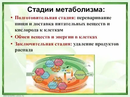 Подготовительный этап в лизосомах