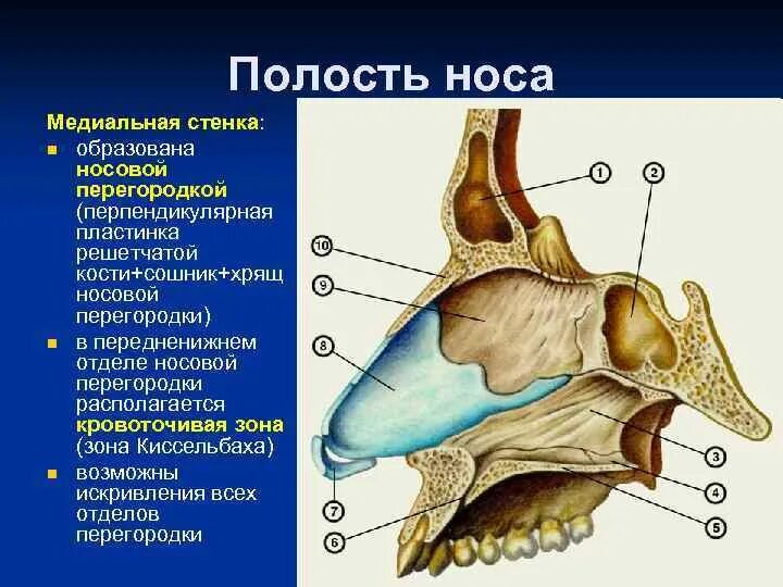 Строение наружного носа. Сошниково-носовой хрящ анатомия. Костная перегородка полости носа анатомия. Носовая перегородка анатомия. Анатомия носа костно-хрящевая перегородка носа.