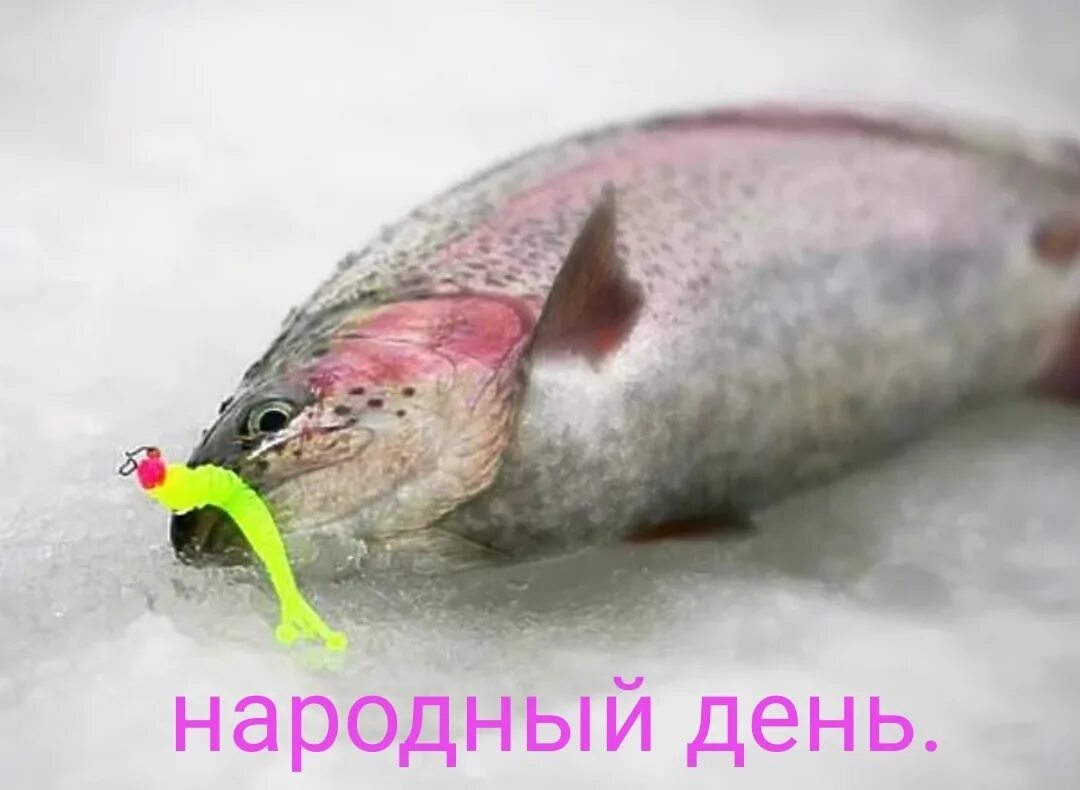 Как ловить форель зимой со льда. Лучшие приманки на форель на платнике зимой. ловля форели зимой. зимние воблеры на форель со льда. ловля форели зимой на платниках.