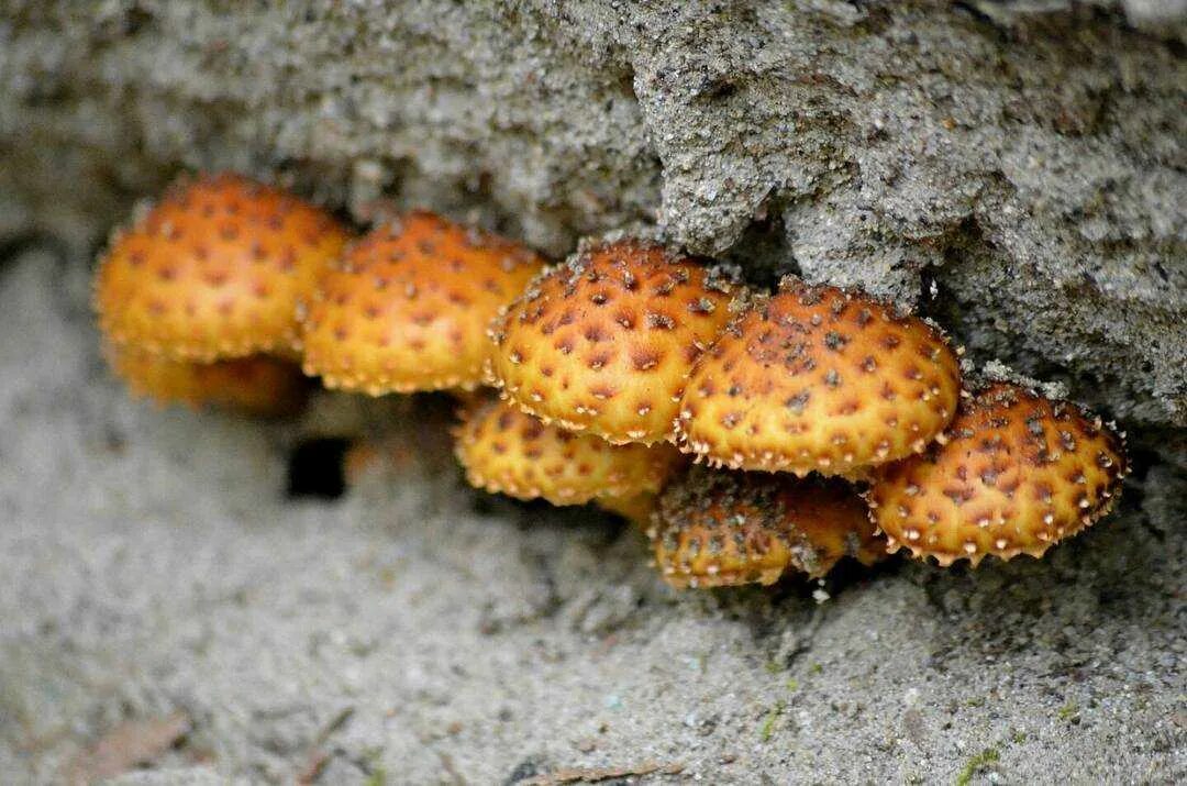 Ложный королевский опенок фото