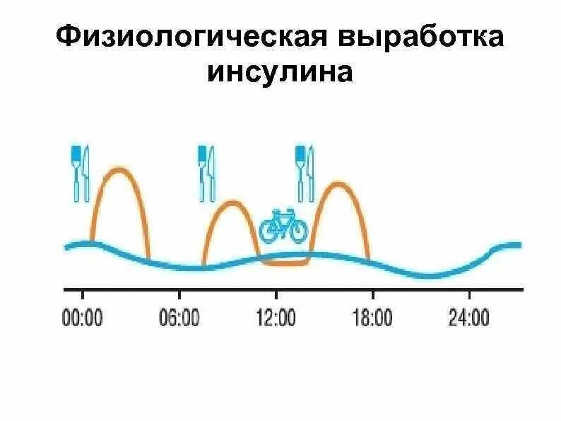 Уровня выработки инсулина. График выработки инсулина суточный. График инсулина у здорового человека. Динамика выработки инсулина. Суточная секреция инсулина.